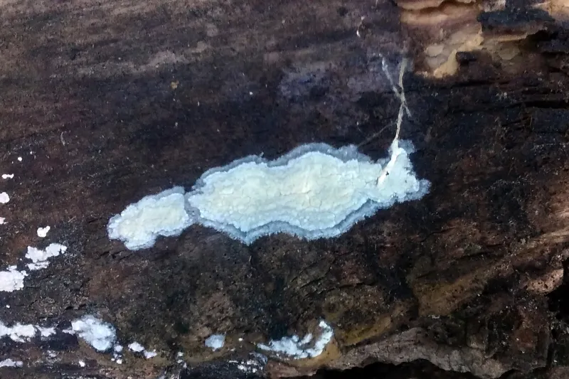 Athelia salicum 1 - Athelia